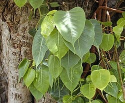 69cf6bed2fb5d_Peepal__Sacred_Fig__Ficus_Religiosa_.jpeg
